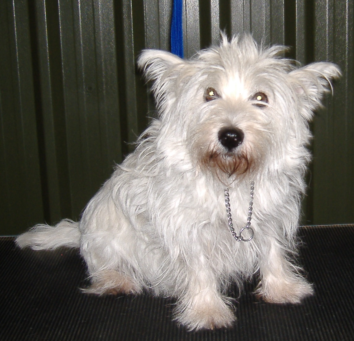 Ungroomed westie sales